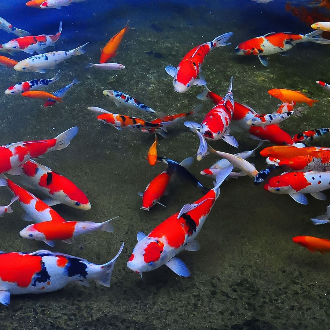koi-fish-07